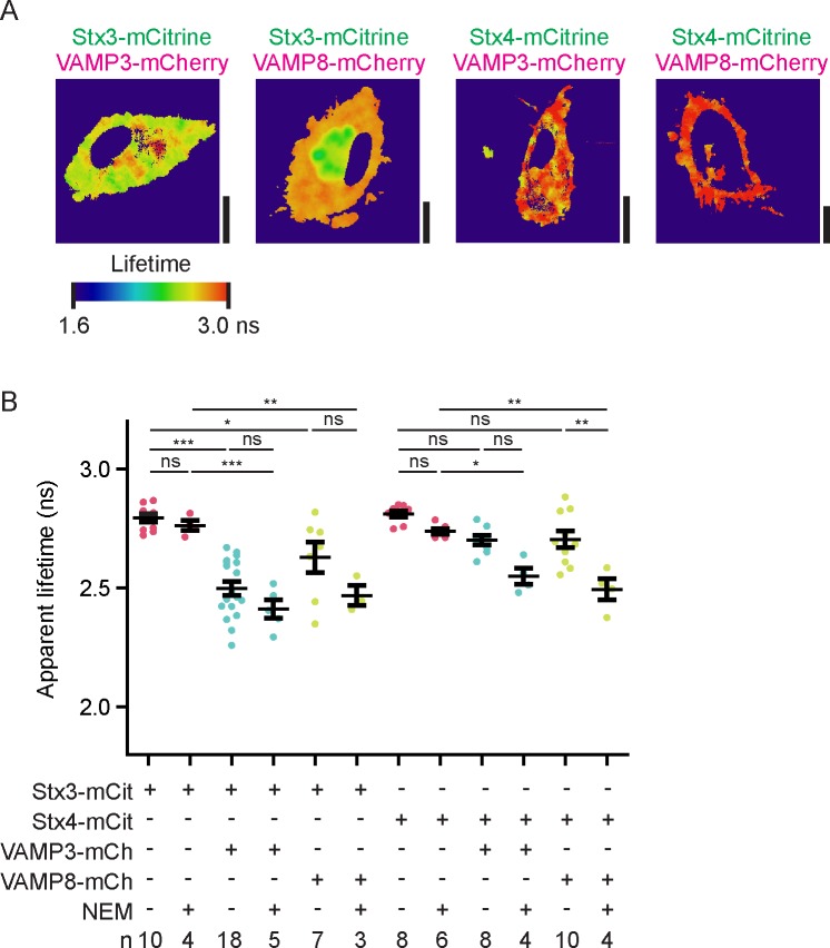 Figure 4—figure supplement 1.