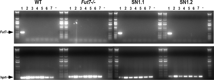 FIGURE 6.