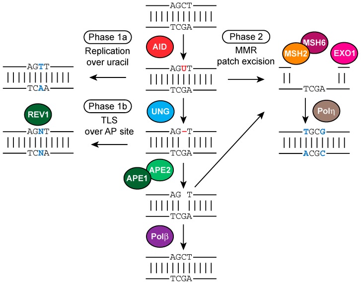 Figure 7