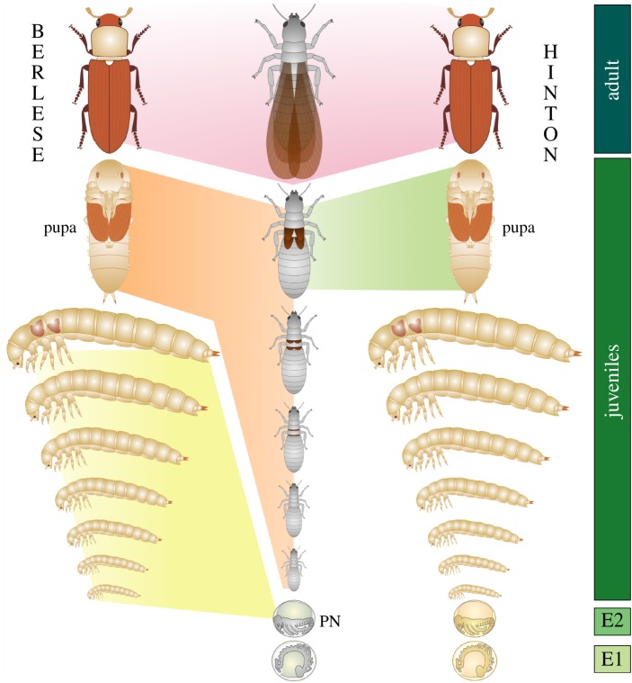 Figure 2.