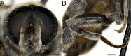Fig. 41.