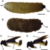Fig. 54.