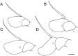 Fig. 7.
