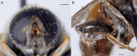 Fig. 16.