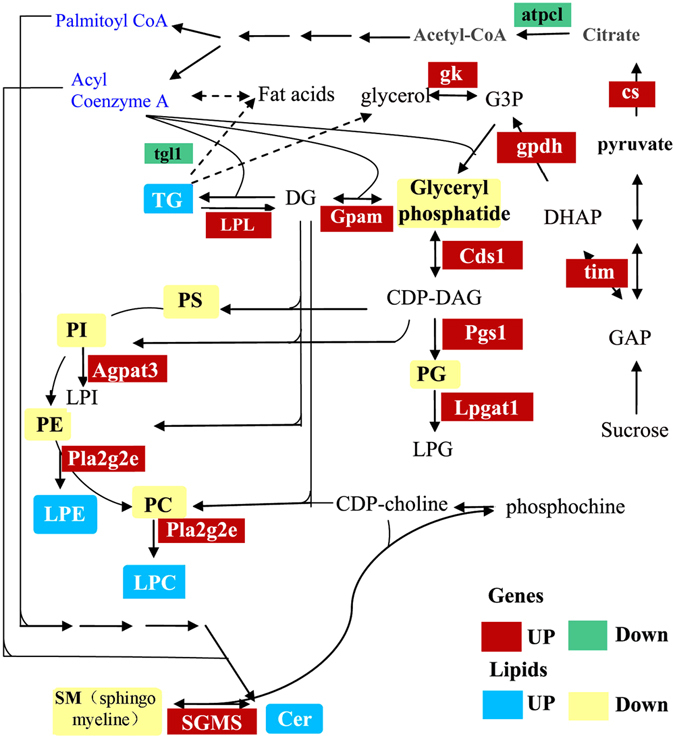 Figure 7