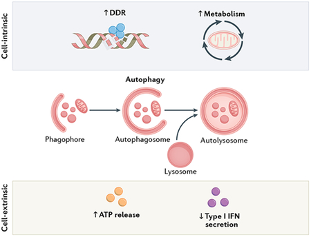 Box 4 ∣ Autophagy