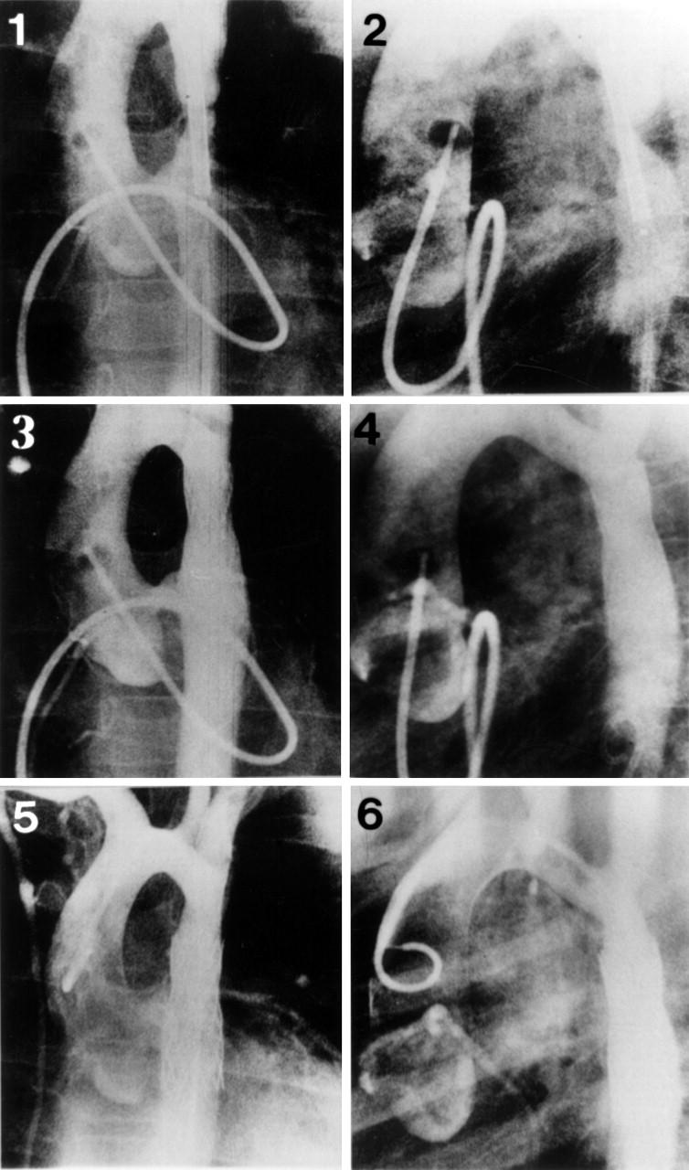 Figure 1  