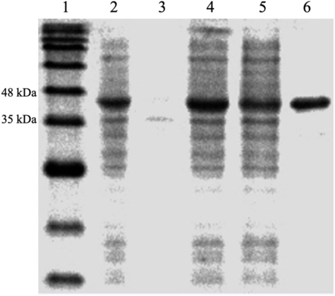 FIGURE 1