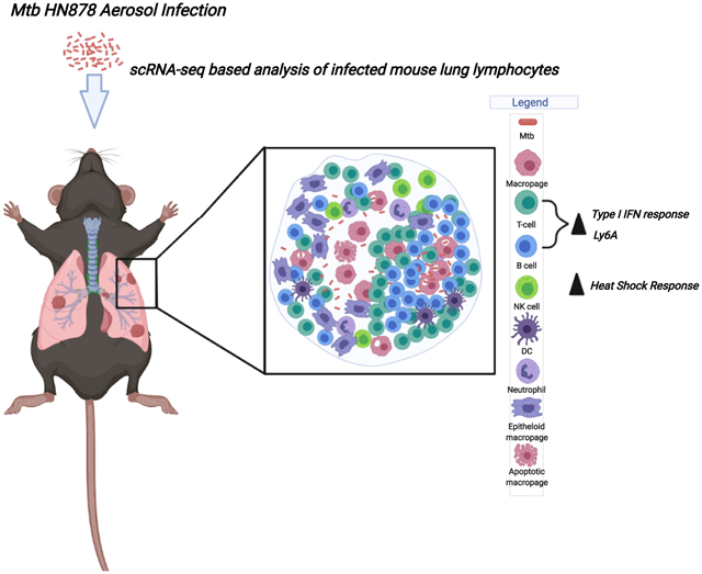 graphic file with name nihms-1818168-f0001.jpg