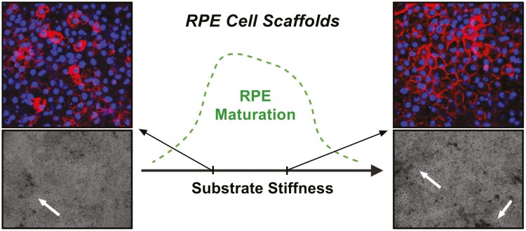 Graphical Abstract