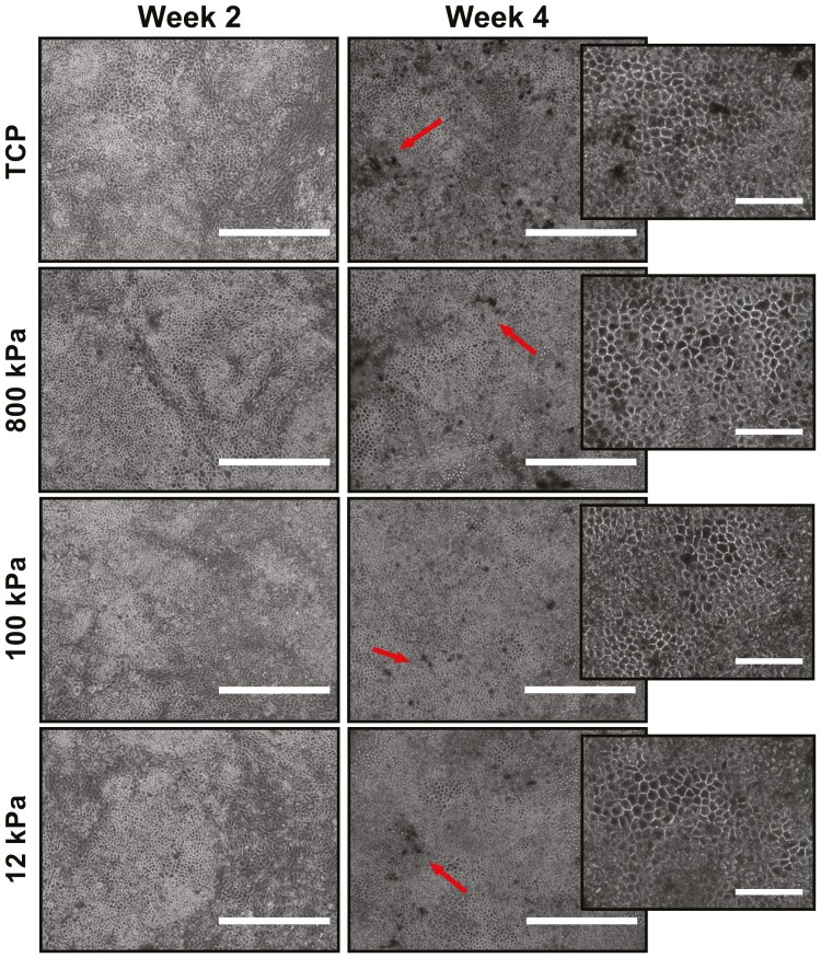 Figure 4.