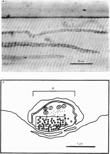 Plate 1