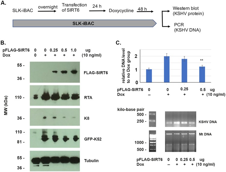 FIG 6