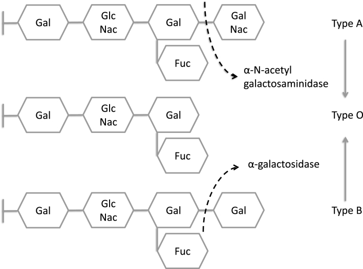 Fig.41