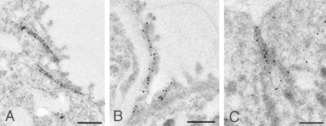 FIG. 9