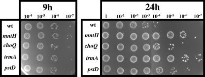 FIG. 2.