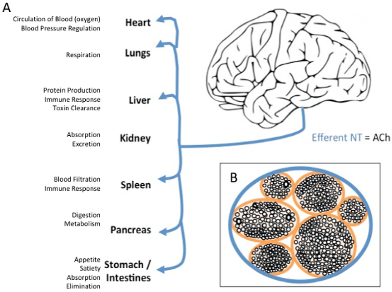 Figure 1: