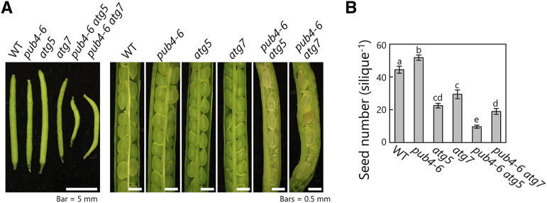 Figure 7.