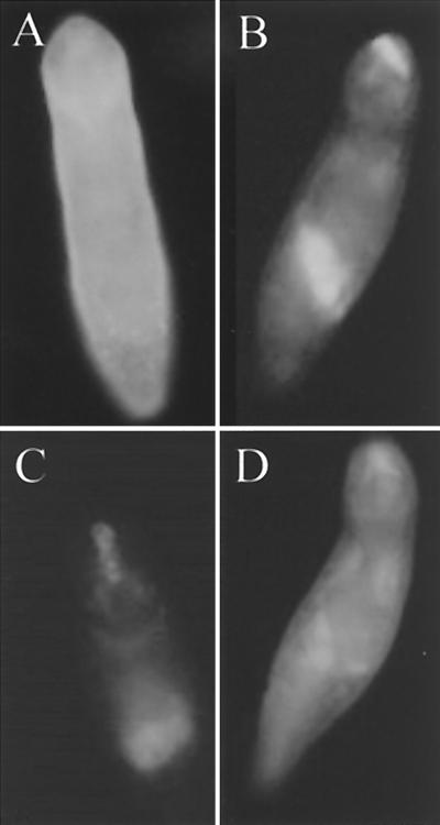 FIG. 6