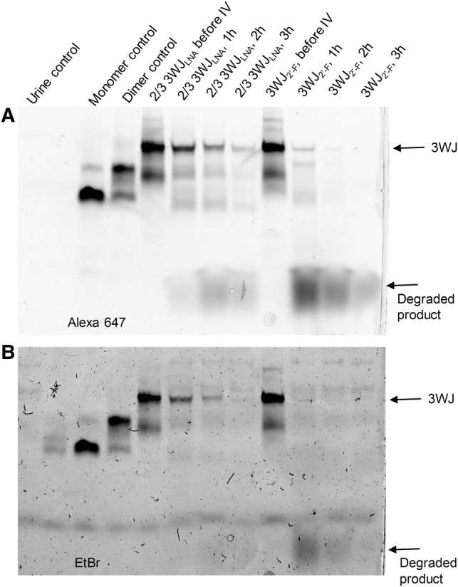 FIGURE 6.