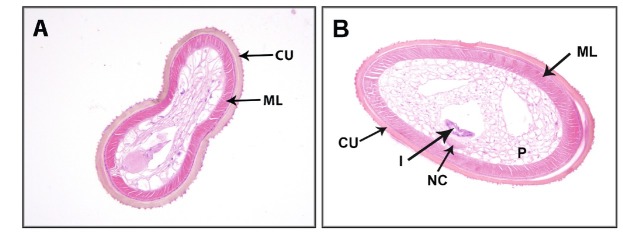 Fig. 2. A