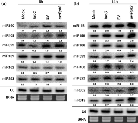 Fig. 4