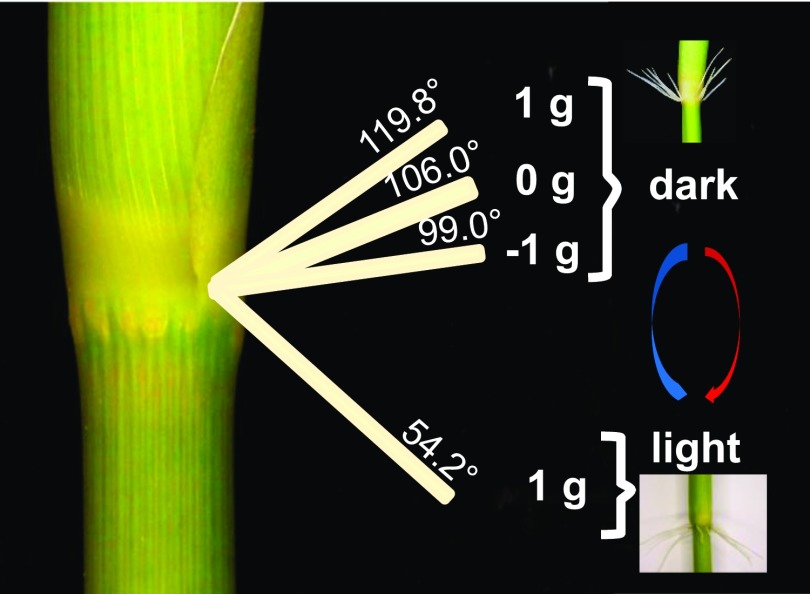 Figure 12.