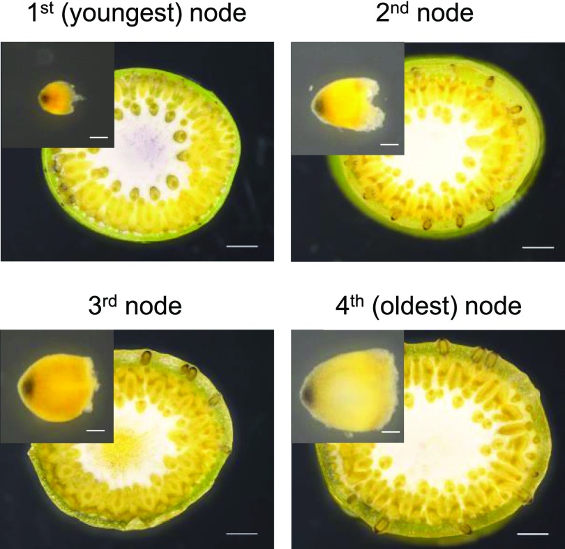 Figure 11.