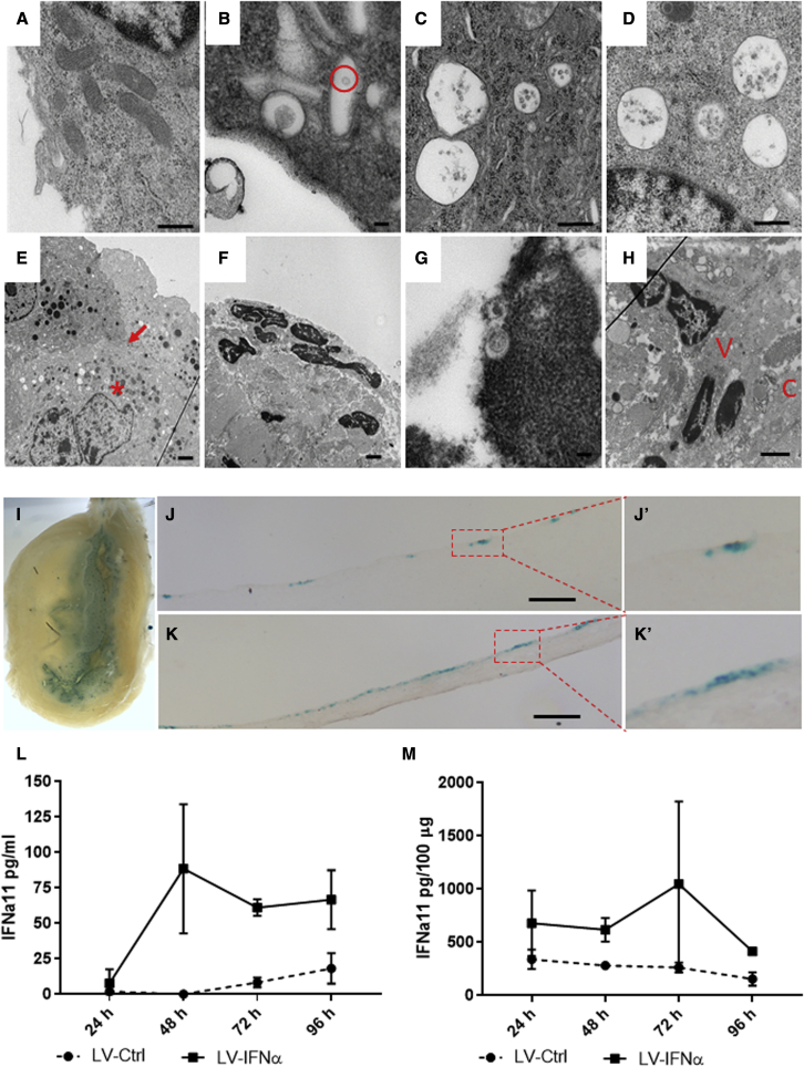 Figure 6