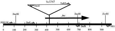 FIG. 1