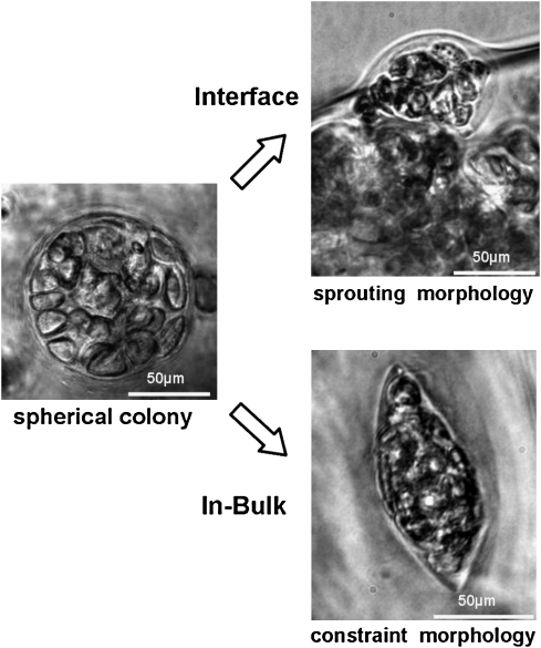 FIG. 8.