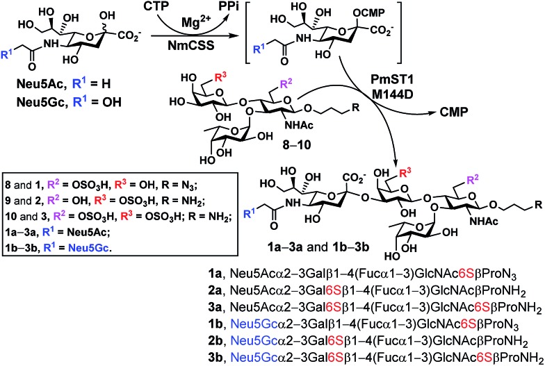 Scheme 3