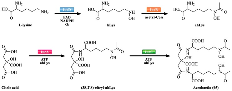 Scheme 5