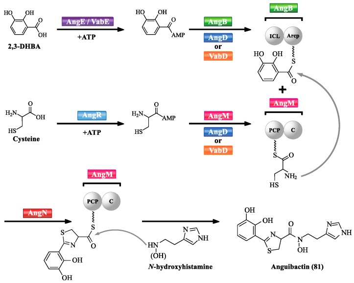 Scheme 3