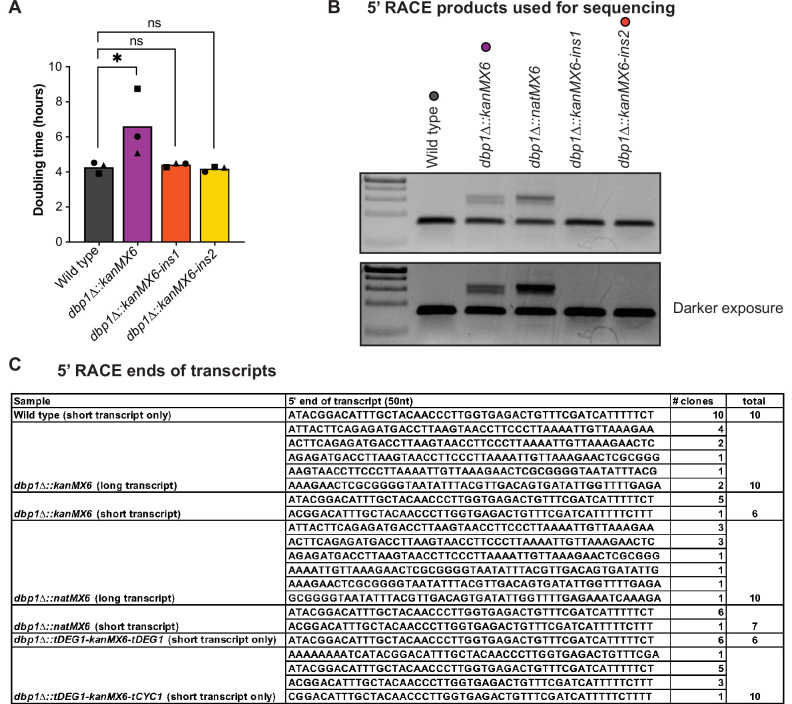 Figure 3—figure supplement 1.