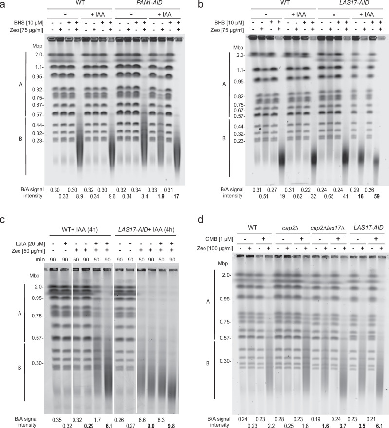 Fig. 4