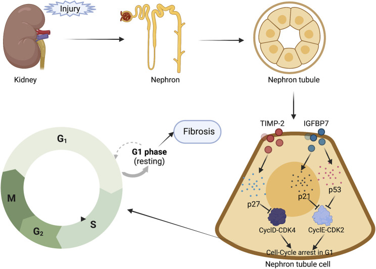 FIGURE 2