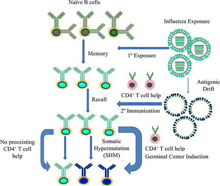 graphic file with name nihms-1018168-f0001.jpg