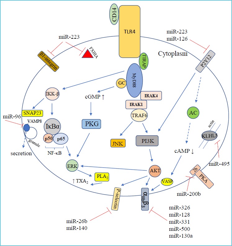 *TLR4-induced platelet activation initiates different signaling cascades causing: i) guanylyl cyclase (GC) activation causing cGMP protein kinase (PKG) activation and ERK phosphorylation; ii) NF-κB pathway activation with ERK phosphorylation; and iii) PI3K-Akt-ERK-cPLA2-TXA2 pathway activation. These signaling events lead to the enhanced expression/function of αIIb ß3 receptor, ADP receptor P2Y12, and P-selectin, as well as regulation of granule secretion.