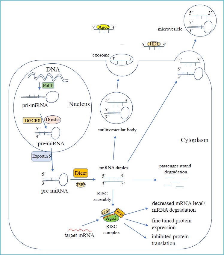 *miRNAs originate from the nucleus as pri-miRNA precursor molecules. They are processed by the RNAse III-type enzyme, Drosha, in association with DGCR8, into smaller pre-miRNAs, then exported to cytoplasm, where they are cleaved by Dicer to their mature form of cc. 22 nucleotides double stranded miRNA. The guide strand of the mature miRNA is incorporated into RISC, where it binds to target mRNA by partial complementarity with its 3′ UTR. This results in decreased mRNA levels to fine tune protein expression or mRNA degradation to inhibit translation. Mature miRNAs with pre-miRNAs can be released from the cells into microvesicles, exosomes, or circulate in a free form bound to Ago2 or HDL. Abbreviations: Pol II (RNA polymerase II), DGCR8 (DiGeorge Syndrome Critical Region 8), RISC (RNA-induced silencing complex), TRBP (transactivation-responsive RNA-binding protein), Ago2 (Argonaute-2), UTR (untranslated region), pre-miRNA (precursor miRNA).