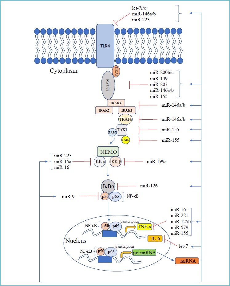 *Intracellular miRNAs are expressed as a consequence of TLR4-induced signaling cascade to regulate the expression and function of signaling cascade components and that of induced proinflammatory proteins in the immune cells upon infection. Abbreviations: TLR4 (Toll-like receptor 4), NF-κB (nuclear factor kappa B), MyD88 (myeloid differentiation primary response protein 88), IRAK (IL-1R-associated kinase), TRAF6 (TNFR-associated factor 6), TAB2 (TAK1-binding protein 2), IKK (inhibitor of NF-κB kinase), NEMO (NF-κB essential modulator).