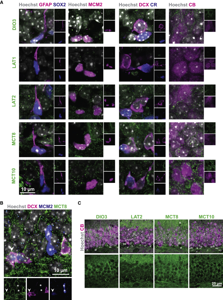 Figure 2