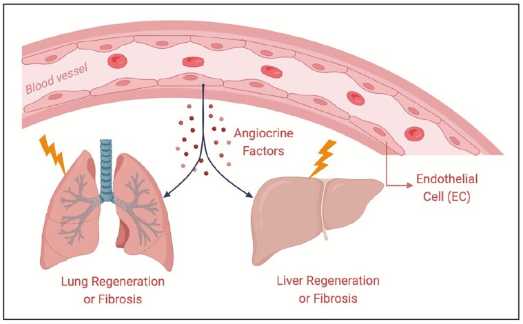 Graphical Abstract