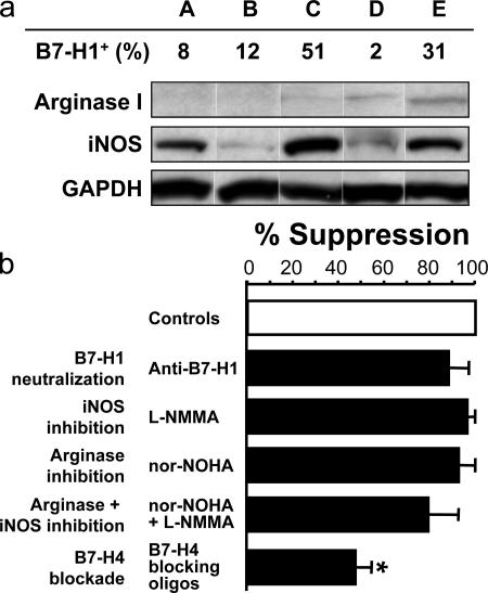 B7-H4 expression identifies a novel suppressive macrophage population ...