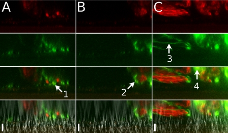 Fig. 4.