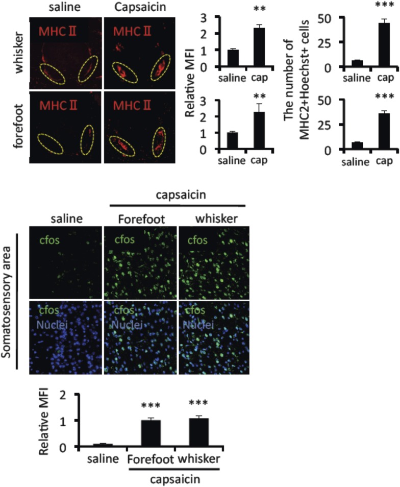 Figure 1—figure supplement 2.