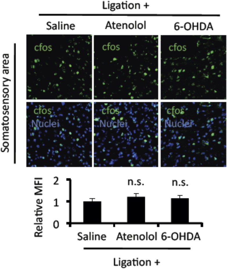 Figure 3—figure supplement 1.