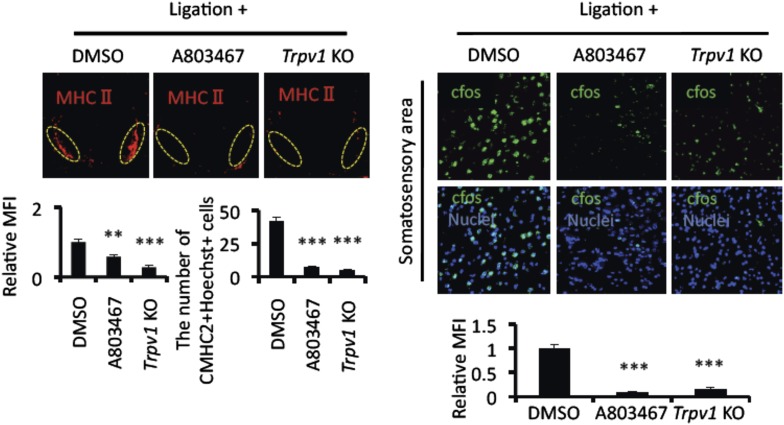 Figure 2—figure supplement 1.