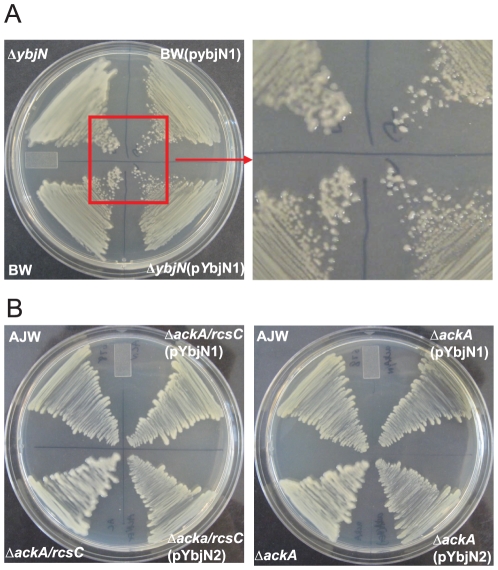 Figure 5