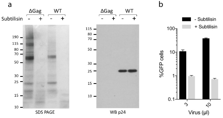 Figure 7—figure supplement 1.